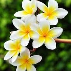 Meet your Posher, Tan